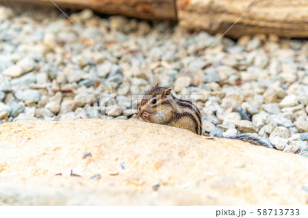 シマリス 飛騨山野草自然庭園 【岐阜県】 シマリス 飛騨山野草自然庭園 【岐阜県】 58713733