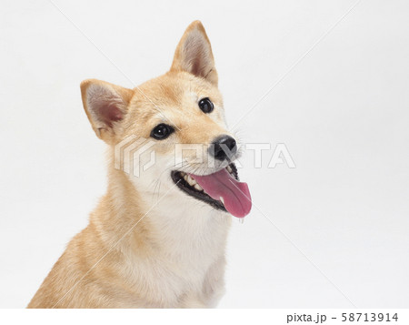 笑う芝犬 笑う芝犬 58713914