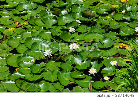 大原野神社の睡蓮 大原野神社の睡蓮 58714048