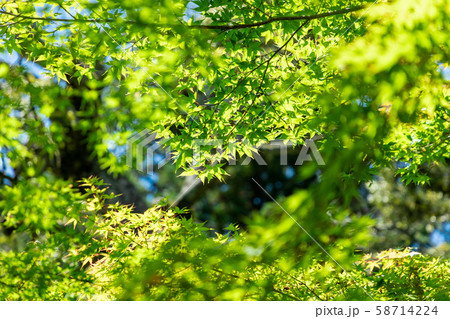 青紅葉と青空 58714224