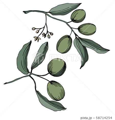 Vector Olive branch with fruit. Black and white engraved ink art. Isolated olive illustration 58714254