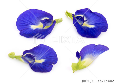 butterfly pea, blue pea, or asian pigeonwings 58714602