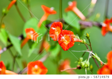 マルバルコウソウ 58714979