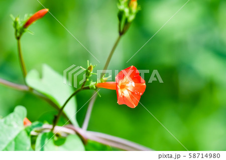 マルバルコウソウ 58714980