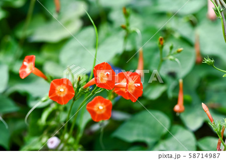 マルバルコウソウ マルバルコウソウ 58714987