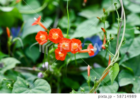 マルバルコウソウ 58714989