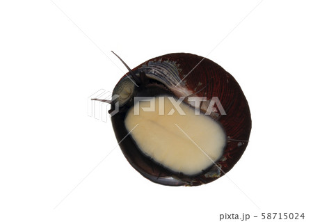 バテイラ バテイラ 58715024