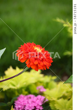百日草 百日草 58715191