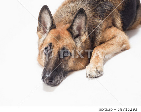 伏せたジャーマンシェパード 58715293