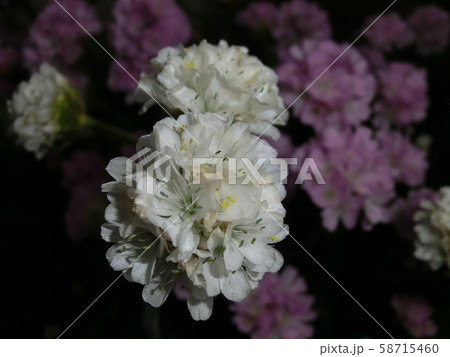花 花 58715460