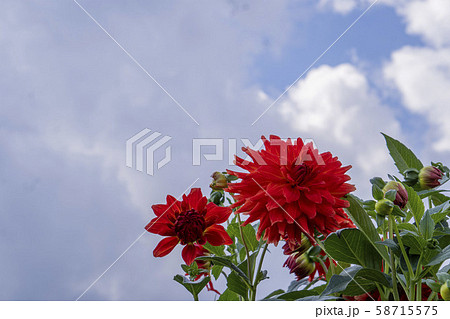 広い空の右下にダリア「球宴」の花と蕾 58715575
