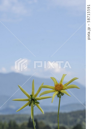 山と空をぼかした背景に風車のようなダリアの花 58715591