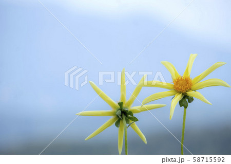 空を見上げる風車のような一重のダリア 58715592