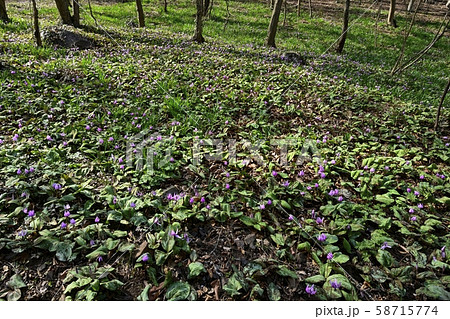 三毳山万葉自然公園カタクリの里 花咲く群生地 三毳山万葉自然公園カタクリの里 花咲く群生地 58715774