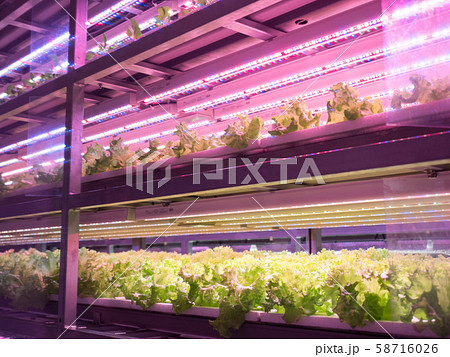 野菜工場 野菜工場 58716026