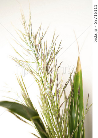 ダンチク 58716111