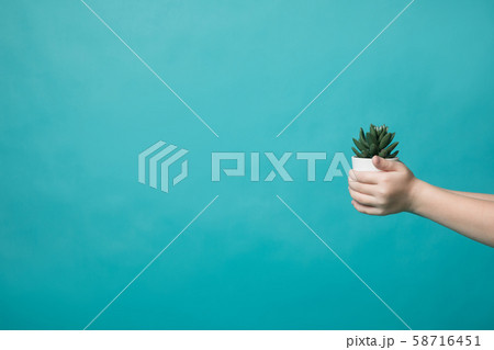 Hands of a little girl holding a pot with a plant on a blue background 58716451
