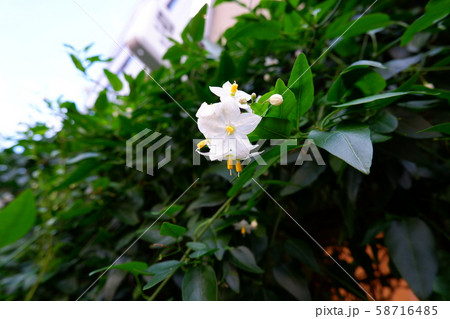 街角のお花 58716485