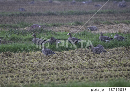 伊豆沼のマガン 伊豆沼のマガン 58716853