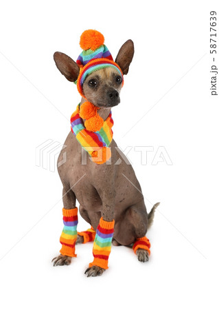 Xoloitzcuintli dog dressed in a warm cap, scarf 58717639