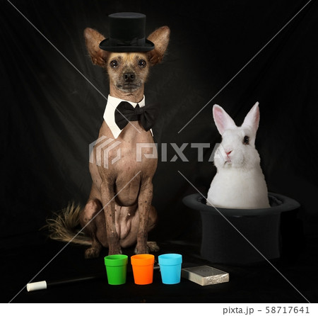 Xoloitzcuintli dog dressed as a magician 58717641