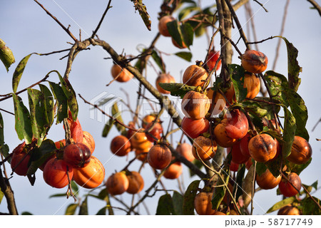 日本の山で見つけた美味しそうな果物 58717749