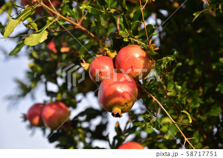 日本の山で見つけた美味しそうな果物 日本の山で見つけた美味しそうな果物 58717751