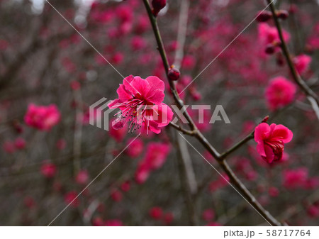 桃色の梅の花 58717764
