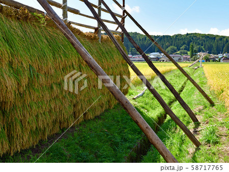 稲架掛けの稲 稲架掛けの稲 58717765