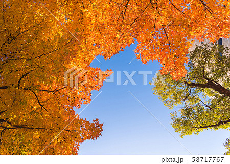 Red maple tree with golden sunlight and blue sky background, Japan.Red maple leaves/ branches in autumn season isolated on white background 58717767