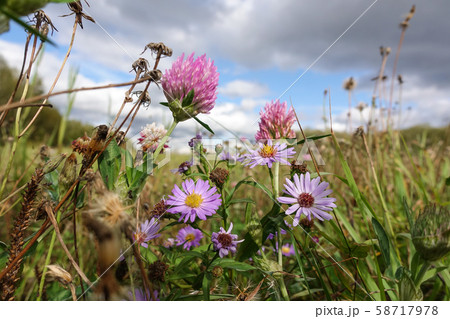 Wildflowers close-up. Clover and other flowers. 58717978