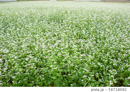 蕎麦畑 そば ソバ 蕎麦の白い花 蕎麦畑 そば ソバ 蕎麦の白い花 58718092