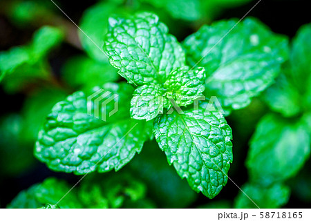 close up Green peppermint leaves 58718165