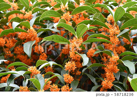 キンモクセイ（金木犀） 58718236