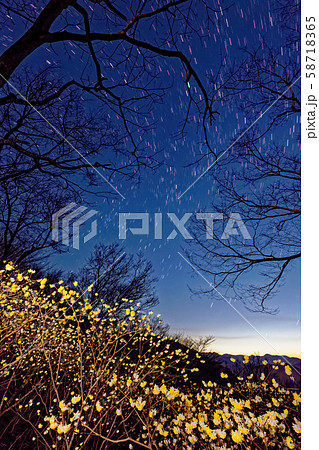 西丹沢・ミツバ岳のミツマタと星空 58718365