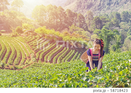 Young Tribal Asian women from Thailand picking tea leaves with smiling face on tea field plantation in the morning at doi ang khang national park , Chiang Mai, Thailand. Beautiful Asia female model Young Tribal Asian women from Thailand picking tea leaves with smiling face on tea field plantation in the morning at doi ang khang national park , Chiang Mai, Thailand. Beautiful Asia female model 58718423