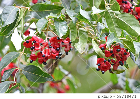 ゴンズイの実とタネ ゴンズイの実とタネ 58718471