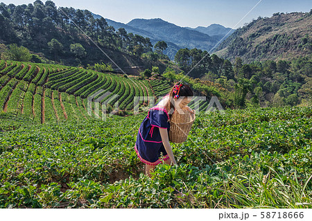 Young Tribal Asian women from Thailand picking tea leaves with smiling face on tea field plantation in the morning at doi ang khang national park , Chiang Mai, Thailand. Beautiful Asia female model 58718666