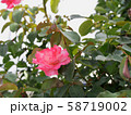 薔薇 58719002