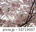 桜 58719007