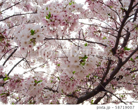 桜 58719007