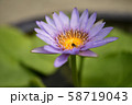蓮の花 58719043