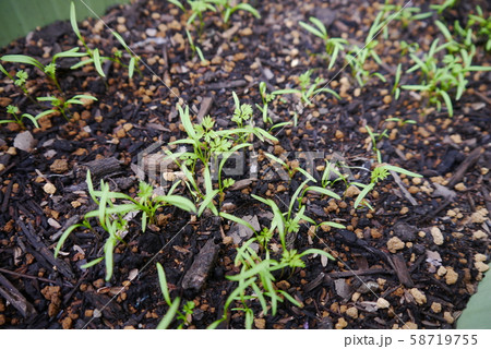 ニンジンの発芽 58719755
