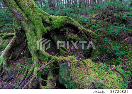 白駒池の秋　 58720322