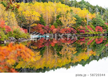 白駒池の秋 白駒池の秋 58720344