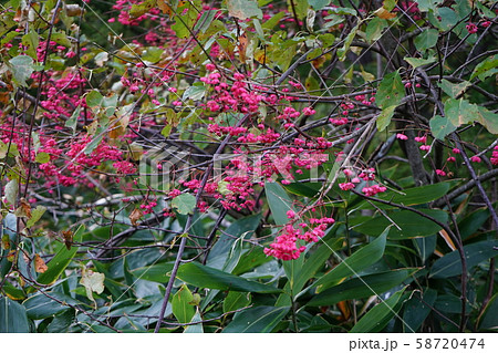 小本街道でよく見る鮮やかなマユミ 58720474