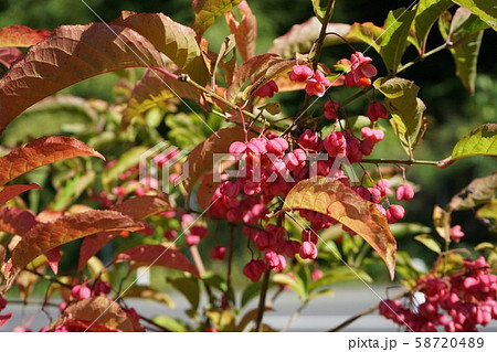 小本街道でよく見る鮮やかなマユミ 小本街道でよく見る鮮やかなマユミ 58720489