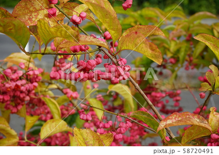 小本街道でよく見る鮮やかなマユミ 58720491