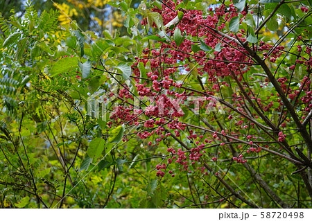 小本街道でよく見る鮮やかなマユミ 小本街道でよく見る鮮やかなマユミ 58720498