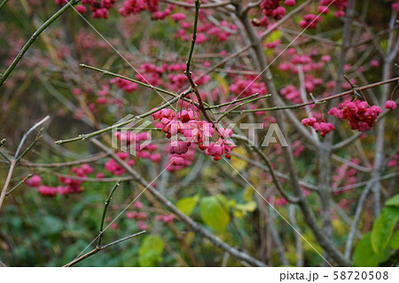 小本街道でよく見る鮮やかなマユミ 小本街道でよく見る鮮やかなマユミ 58720508